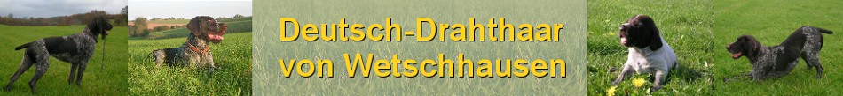 Deutsch Drahthaar von Wetschhausen